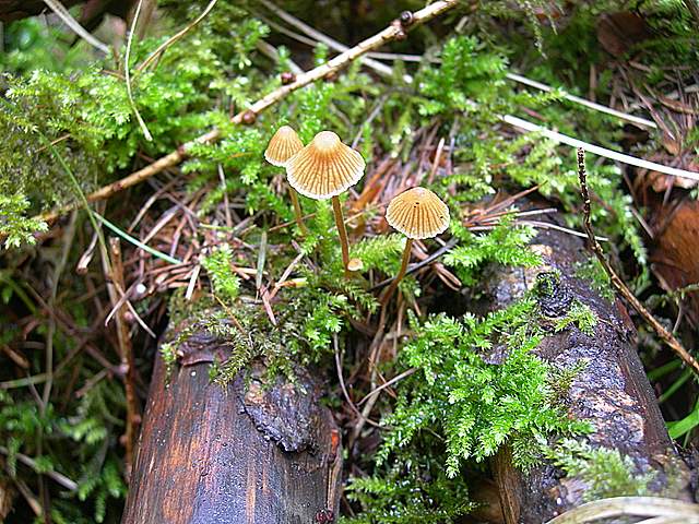 La  Flora  micologica  Alsaziana